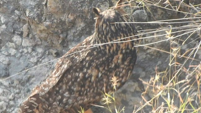 Rock Eagle-Owl - ML559352931