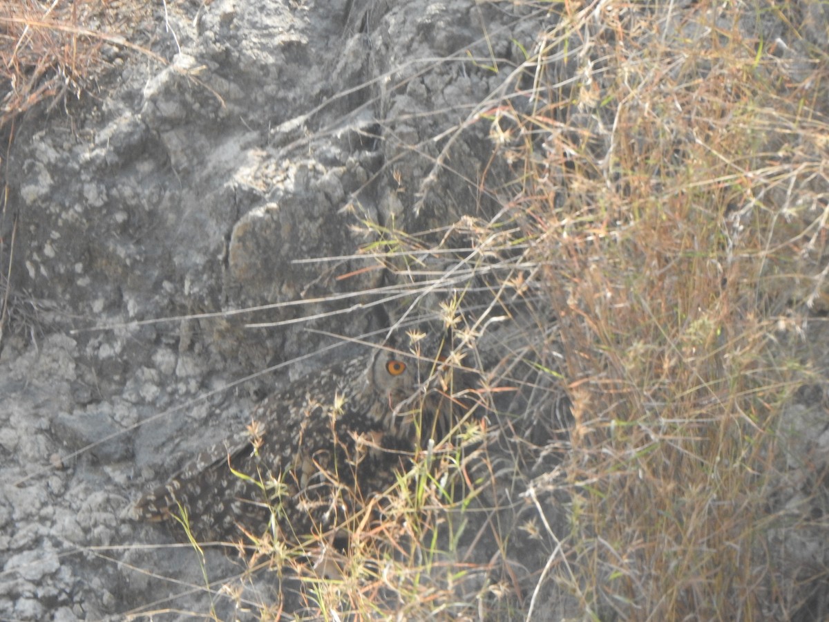 Rock Eagle-Owl - Arulvelan Thillainayagam