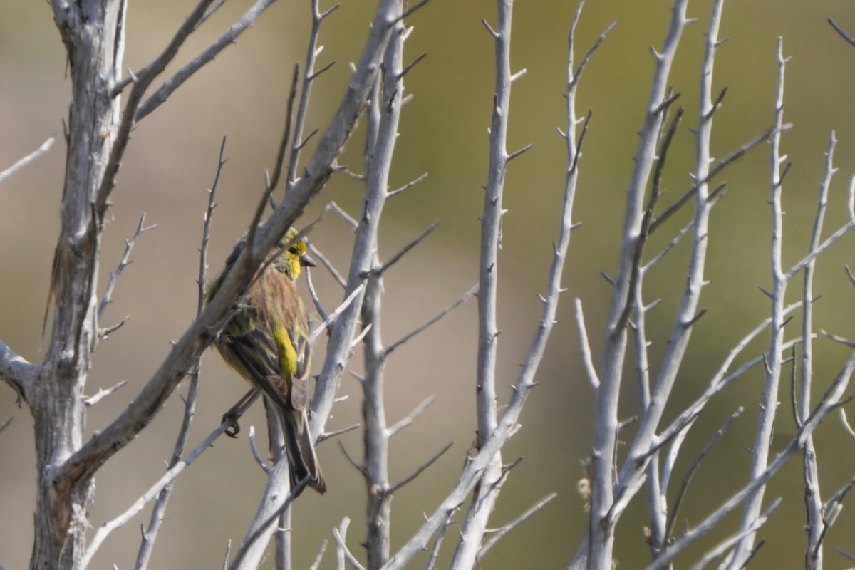 Corsican Finch - Jörg Albert