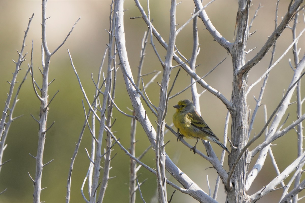 Corsican Finch - Jörg Albert