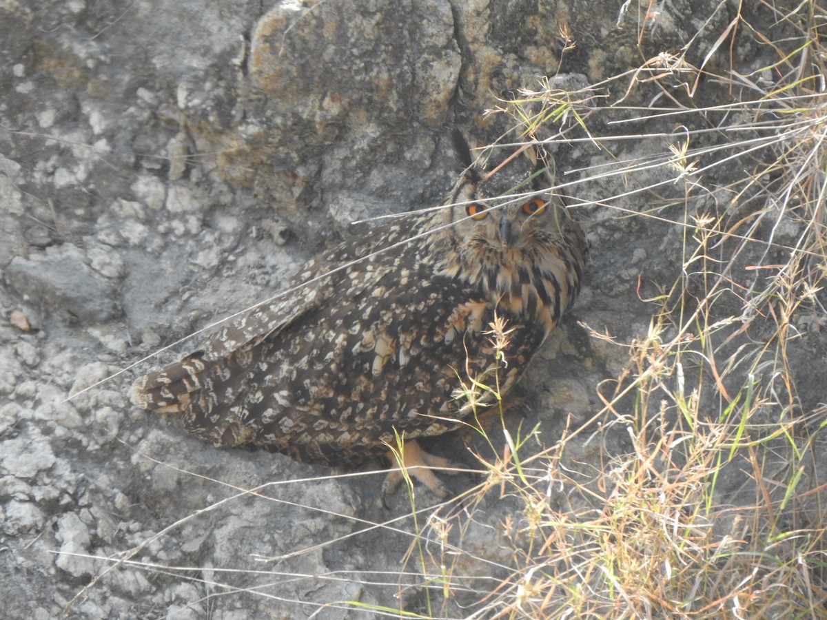Rock Eagle-Owl - Arulvelan Thillainayagam