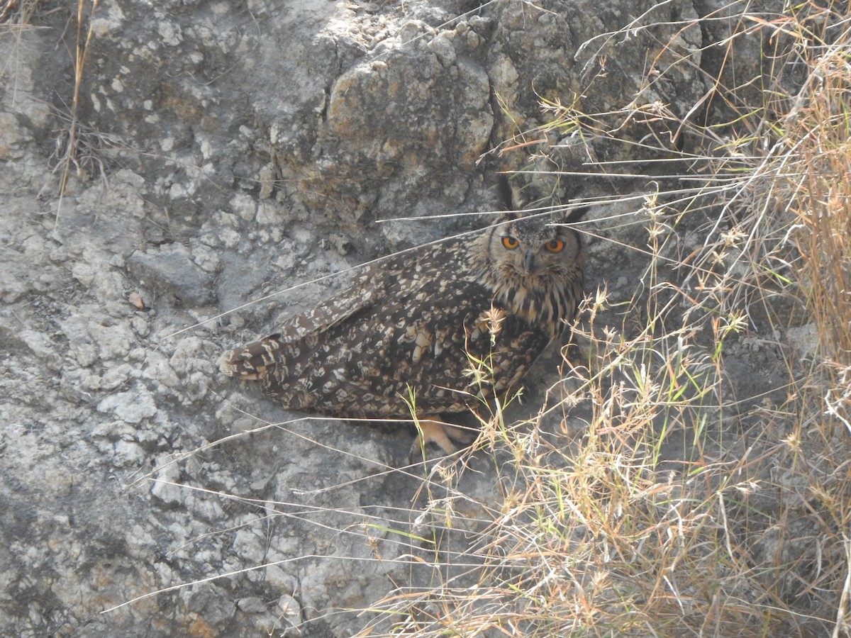 Rock Eagle-Owl - Arulvelan Thillainayagam