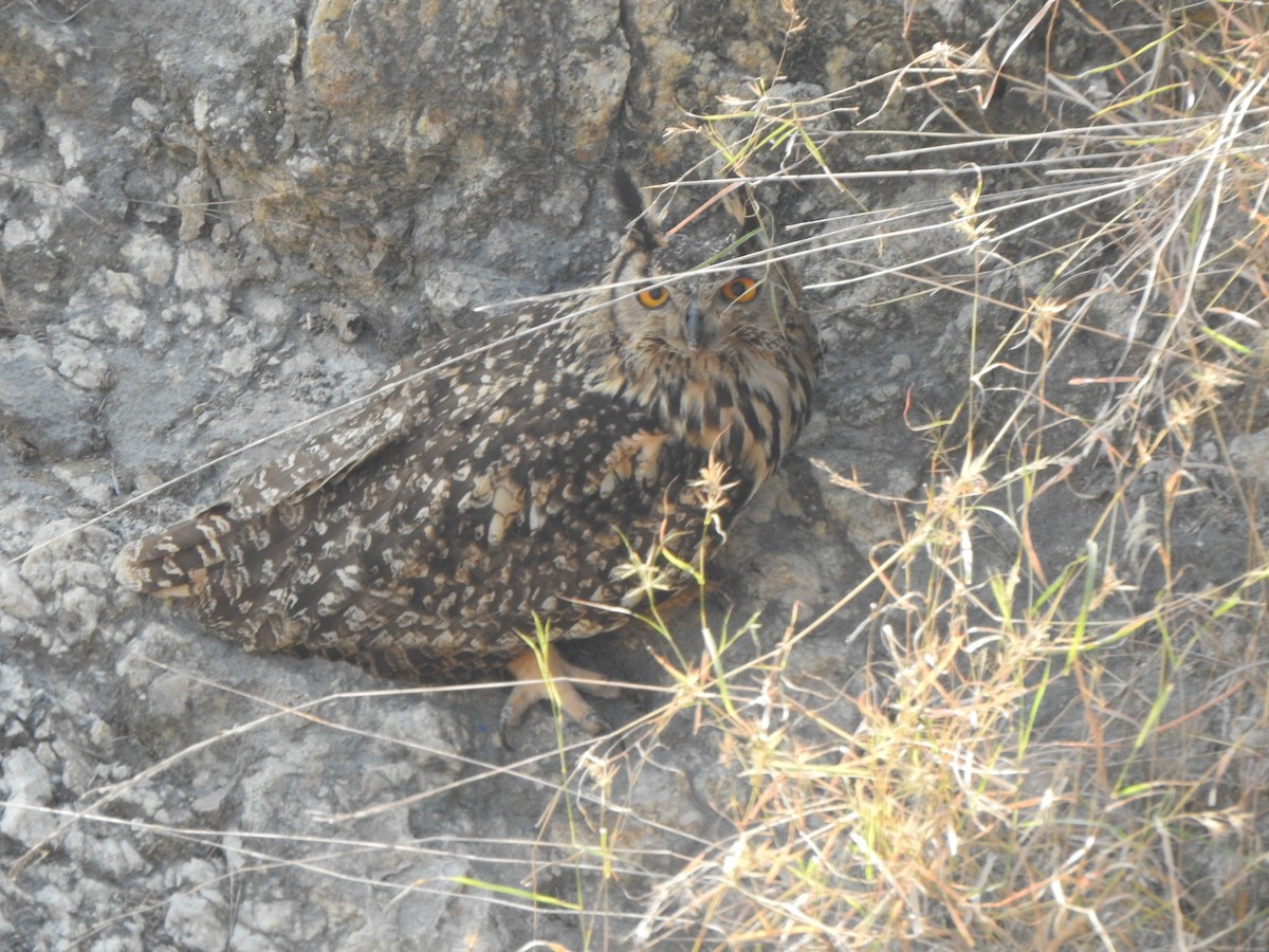 Rock Eagle-Owl - Arulvelan Thillainayagam