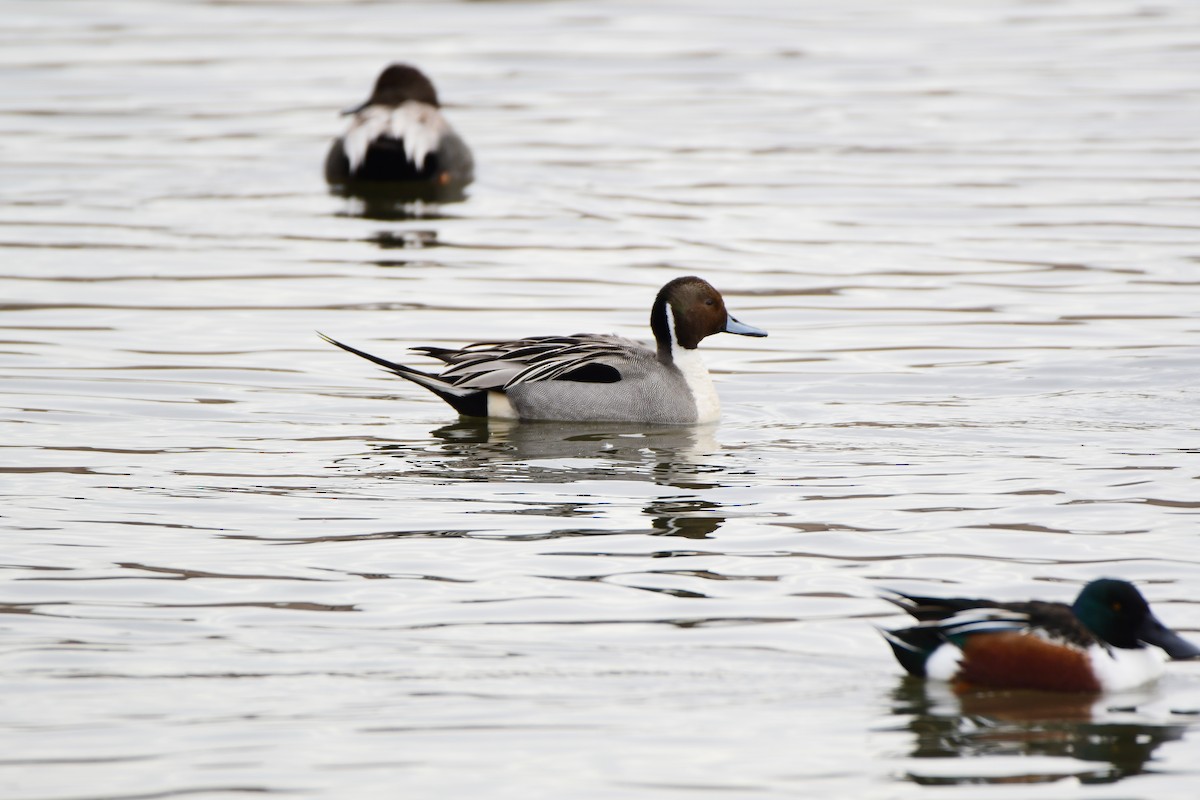 Northern Pintail - Chaiby Leiman