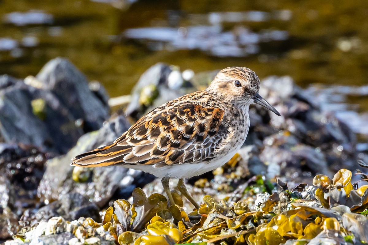 Least Sandpiper - ML559355061