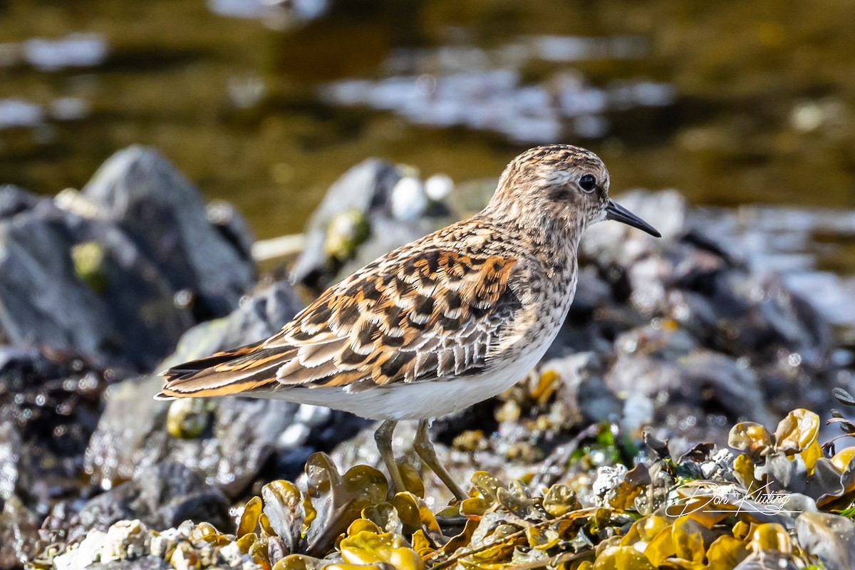 Least Sandpiper - ML559355071