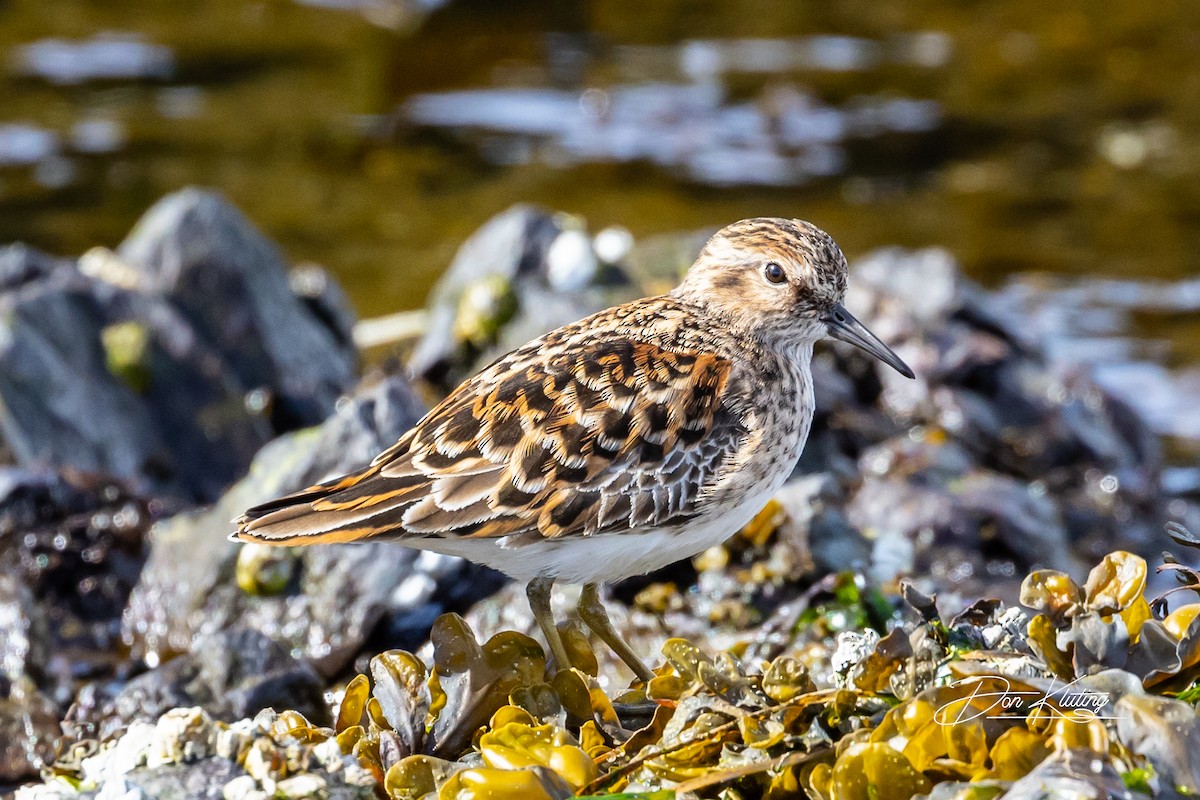 Least Sandpiper - ML559355081