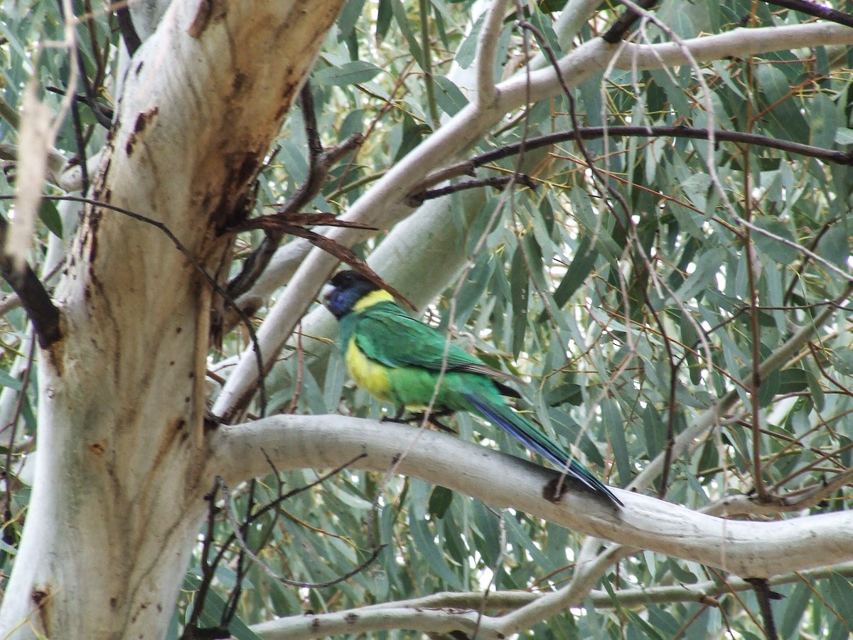 Australian Ringneck (Port Lincoln) - ML559355871