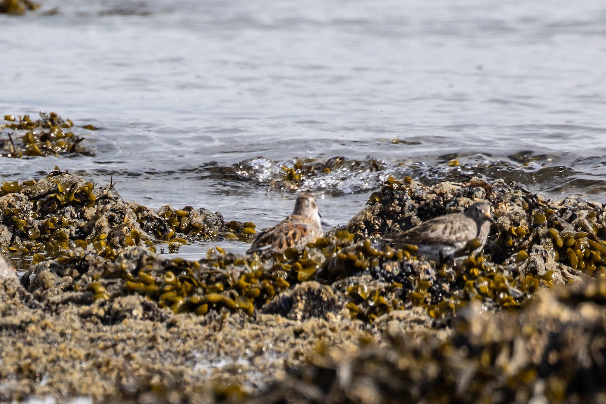 Rock Sandpiper - ML559357281