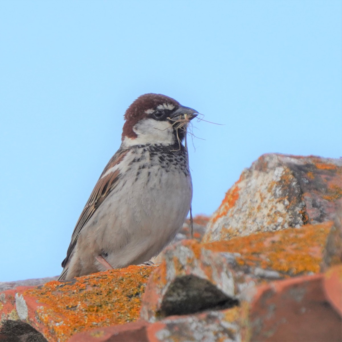 Spanish Sparrow - ML559357781