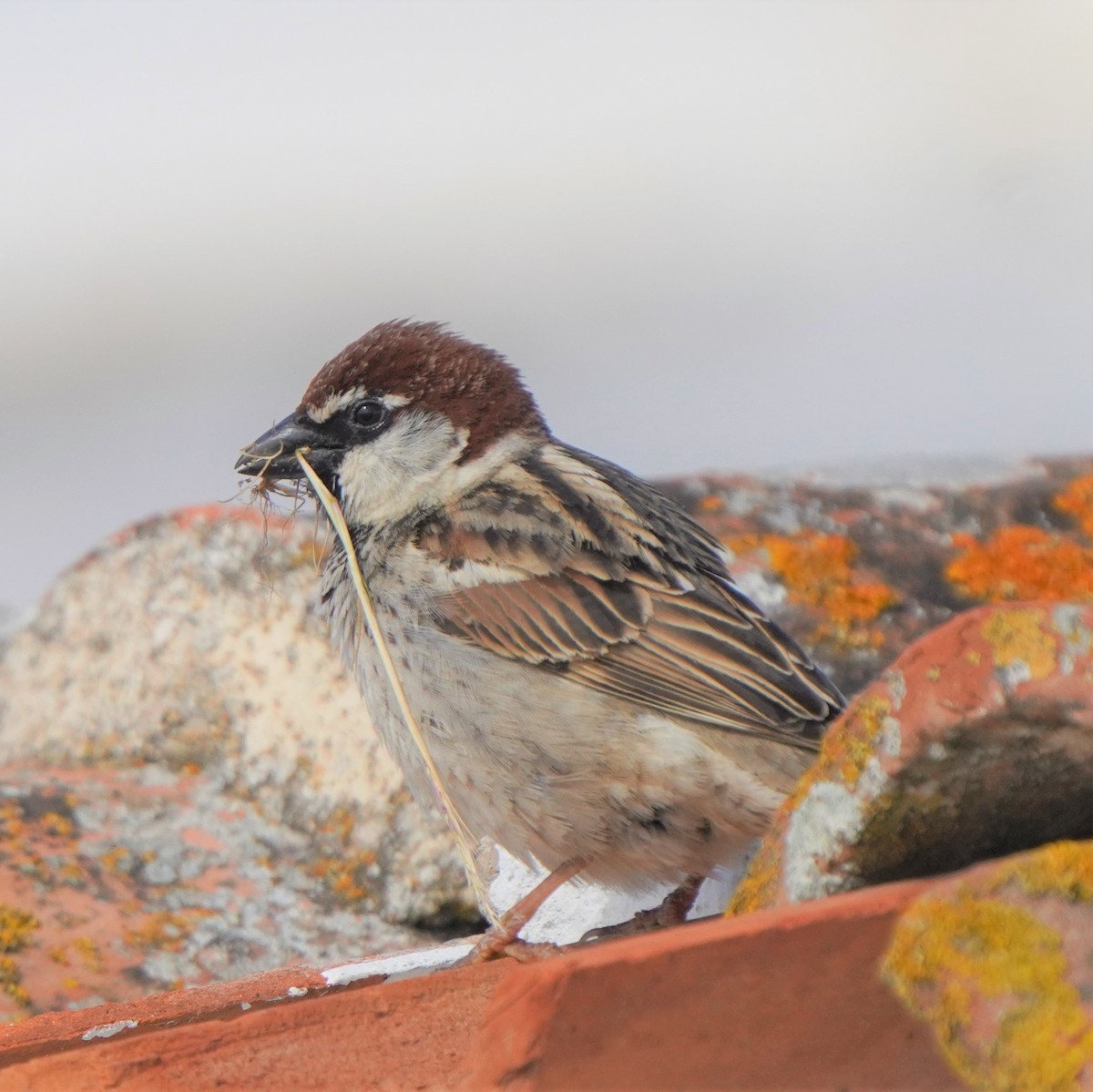 Moineau espagnol - ML559357791