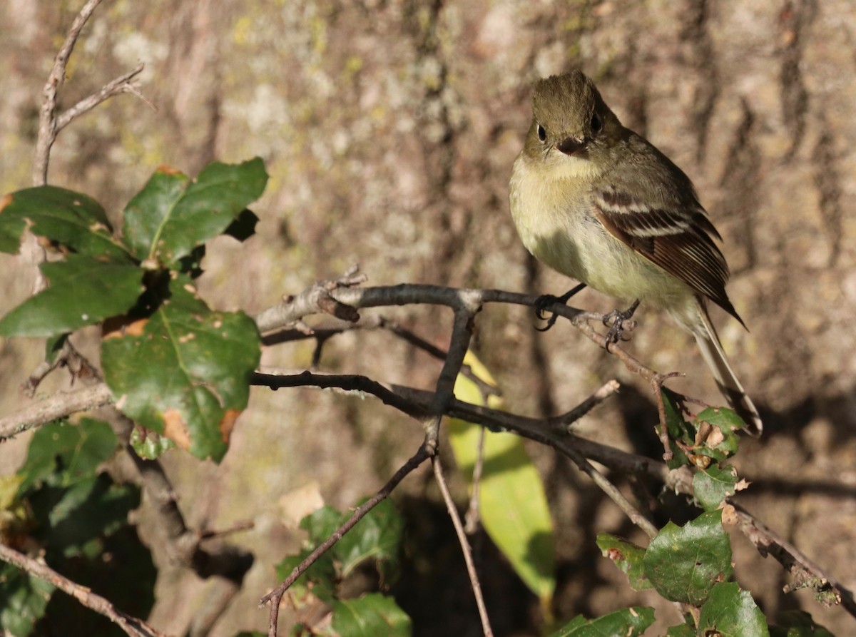 Western Flycatcher (Pacific-slope) - ML559358381