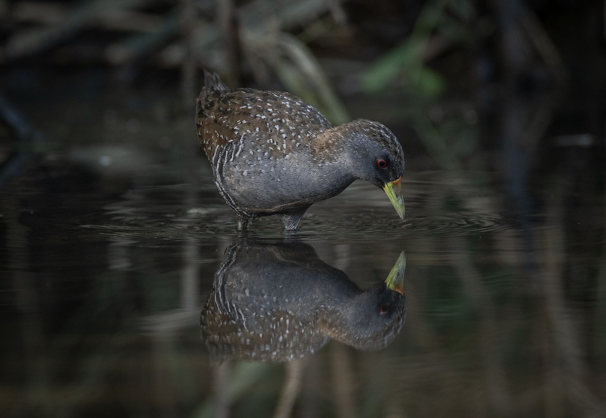 Australian Crake - ML559358781