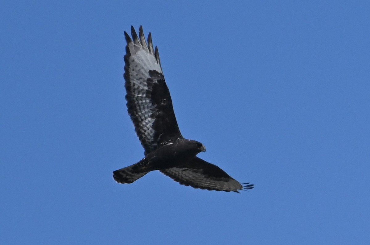 Rough-legged Hawk - James Markham