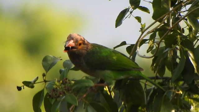 Braunkopf-Bartvogel - ML559358891