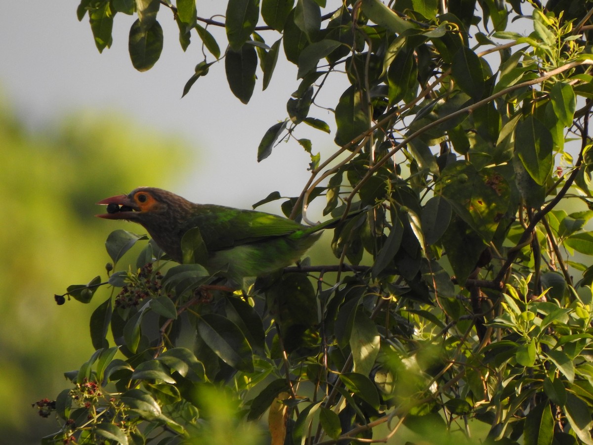 Braunkopf-Bartvogel - ML559359031