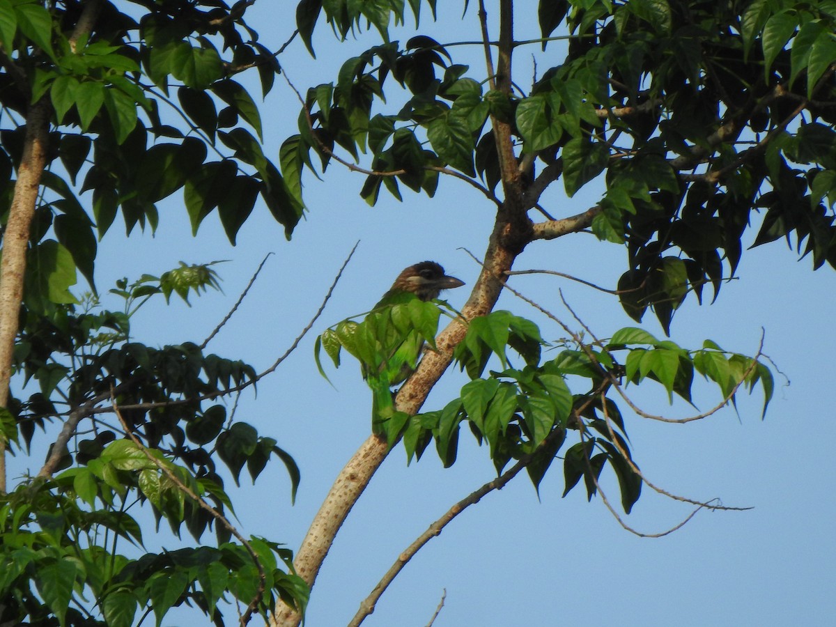 White-cheeked Barbet - Arulvelan Thillainayagam