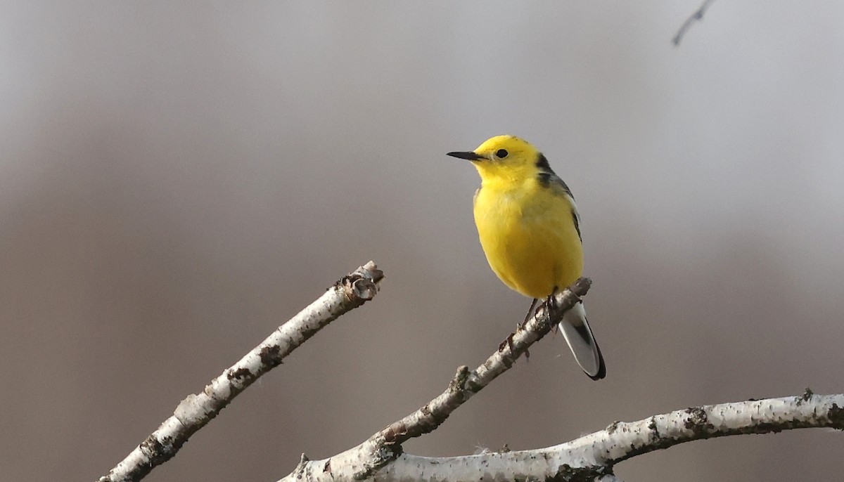 Citrine Wagtail (Gray-backed) - ML559360741