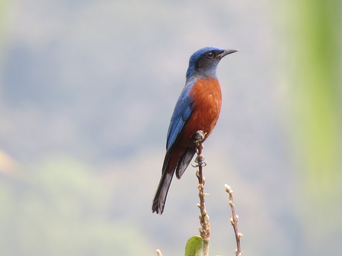 Chestnut-bellied Rock-Thrush - ML55936171