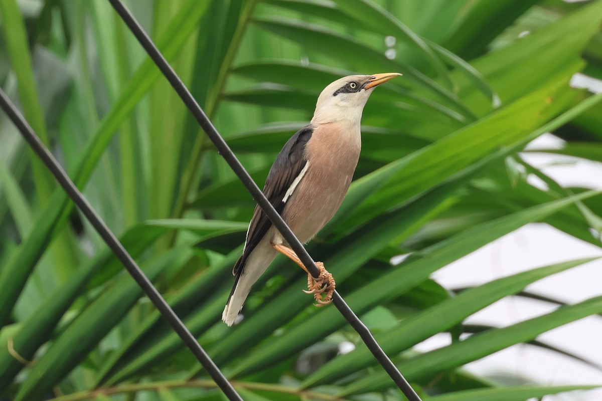 Vinous-breasted Myna - Peter Christiaen