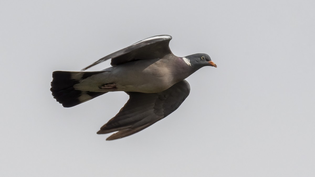 Common Wood-Pigeon - ML559362051