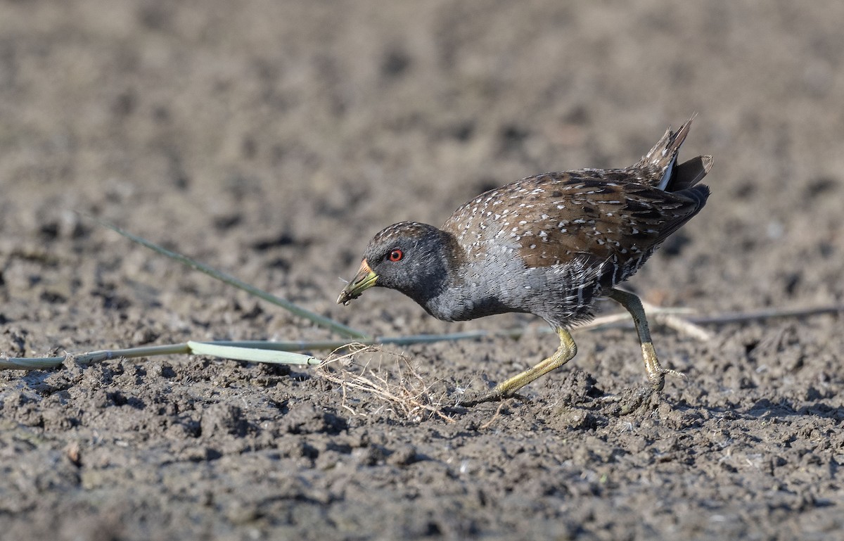 Australian Crake - ML559363091