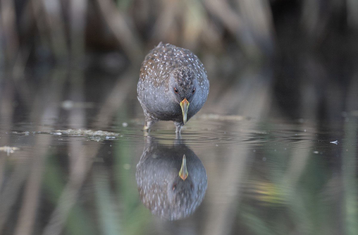 Australian Crake - ML559363121