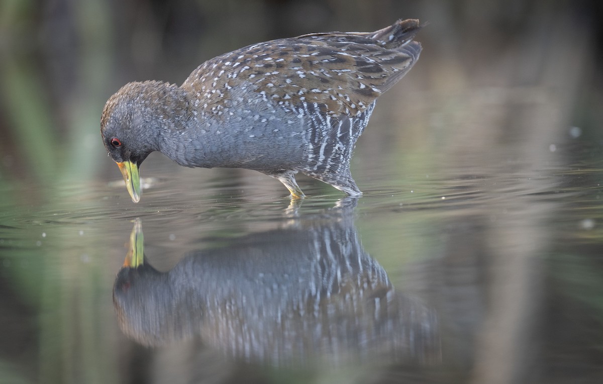 Australian Crake - ML559363131