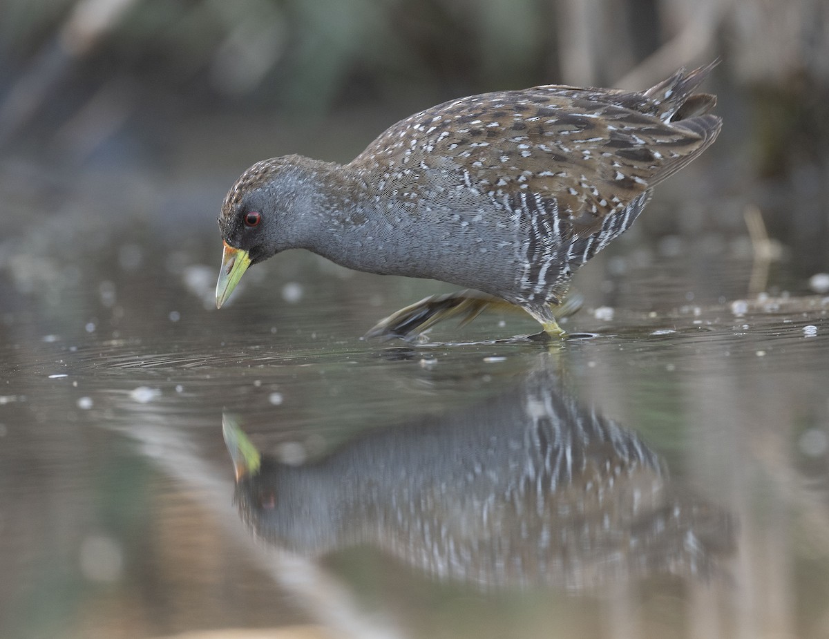 Australian Crake - Philip Griffin