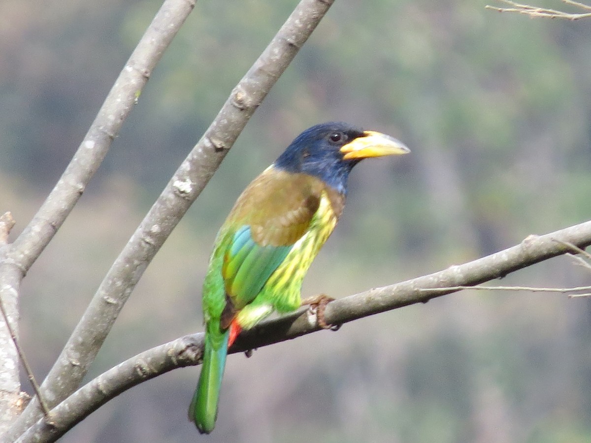 Great Barbet - ML55936351