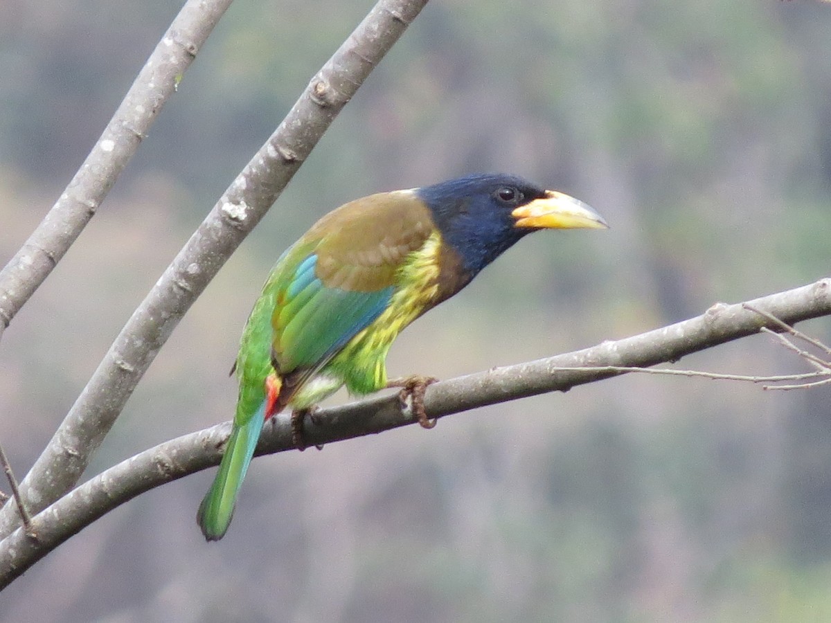Great Barbet - ML55936361