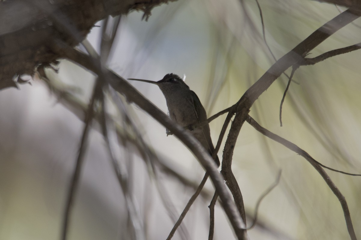Broad-tailed Hummingbird - ML559364091
