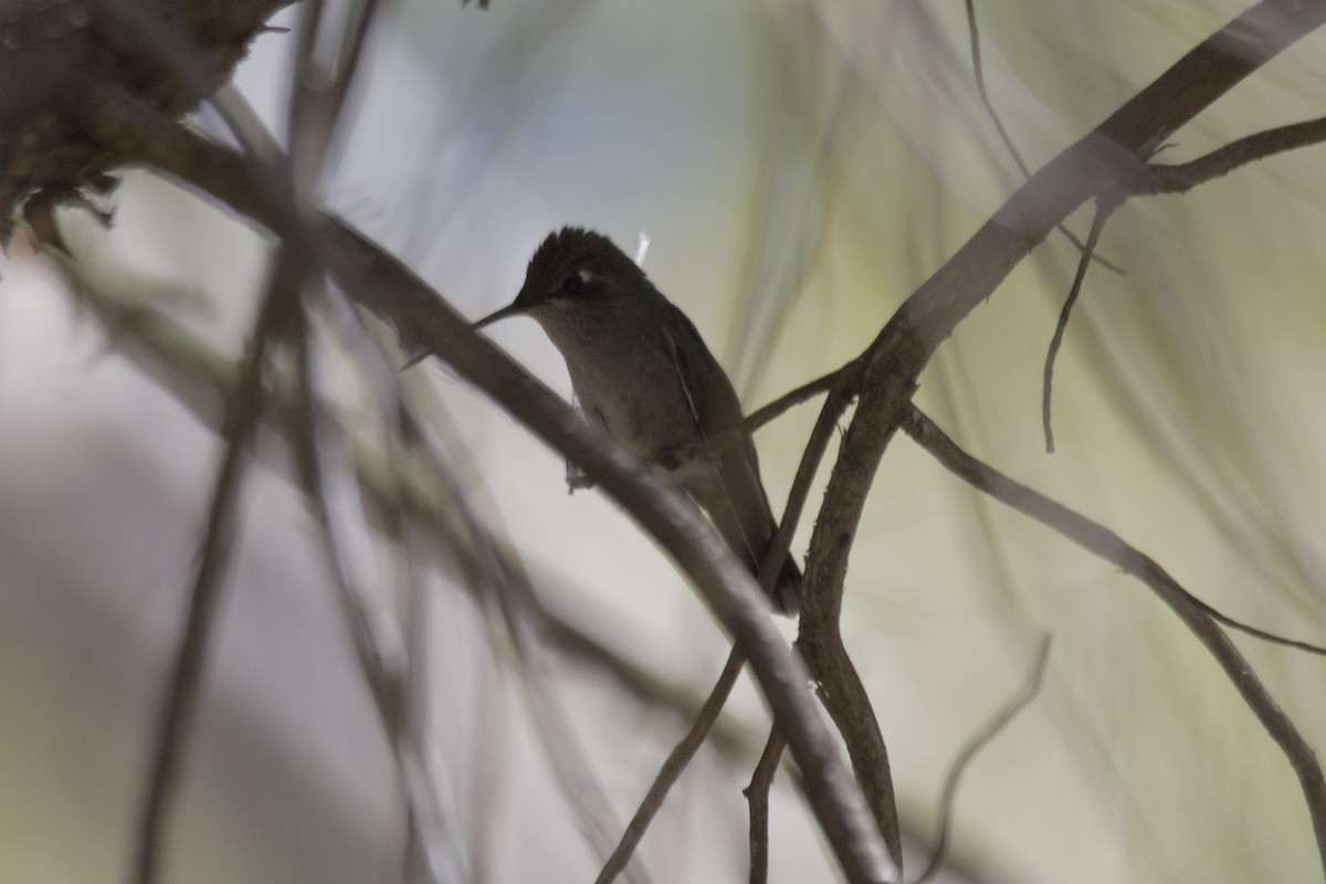 Broad-tailed Hummingbird - ML559364101
