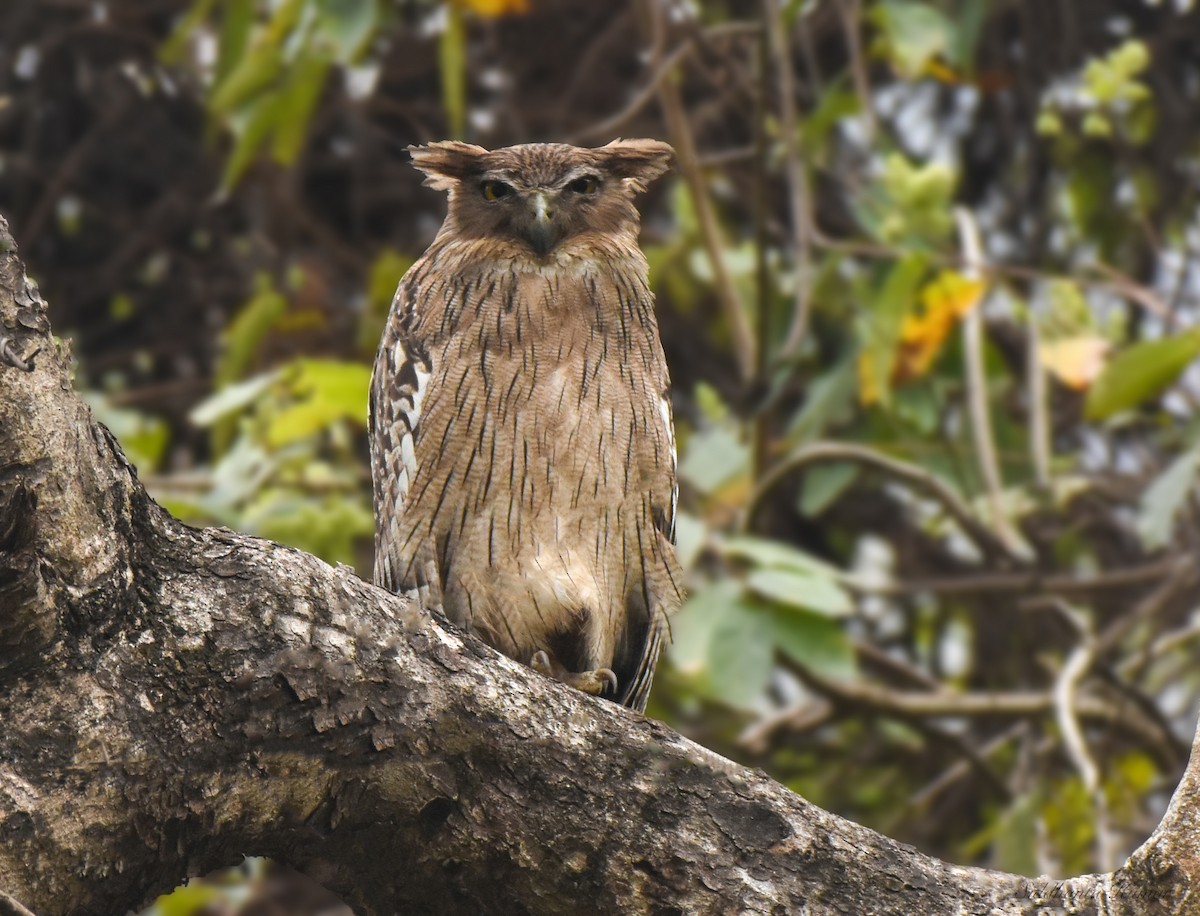 Brown Fish-Owl - Siddhanta Kumar Mohanta