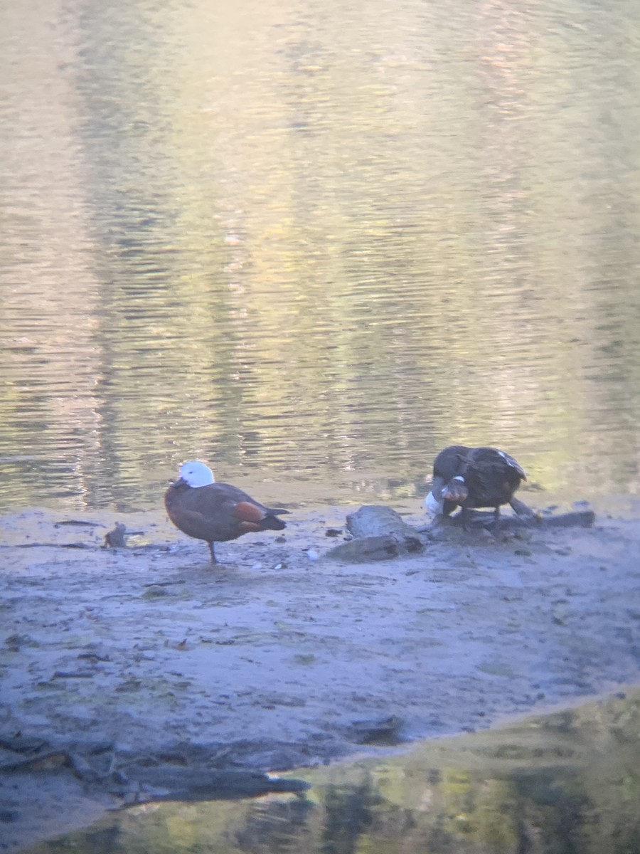 Paradise Shelduck - E . V