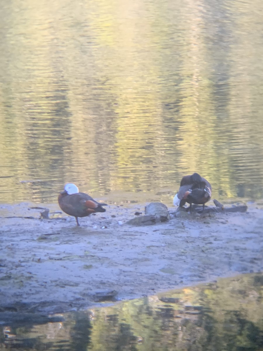 Paradise Shelduck - E . V