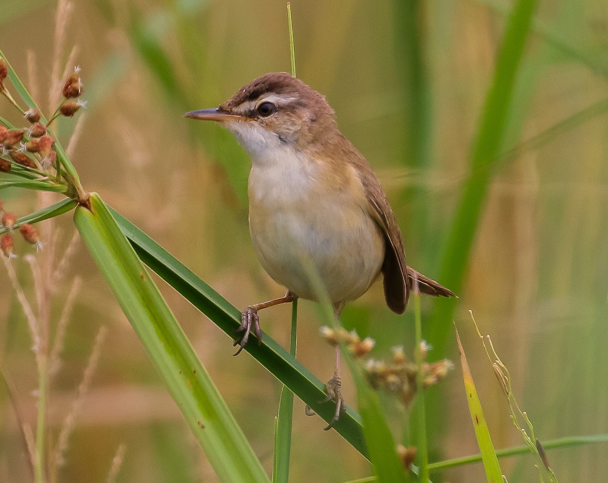 Manchurian Reed Warbler - Neoh Hor Kee