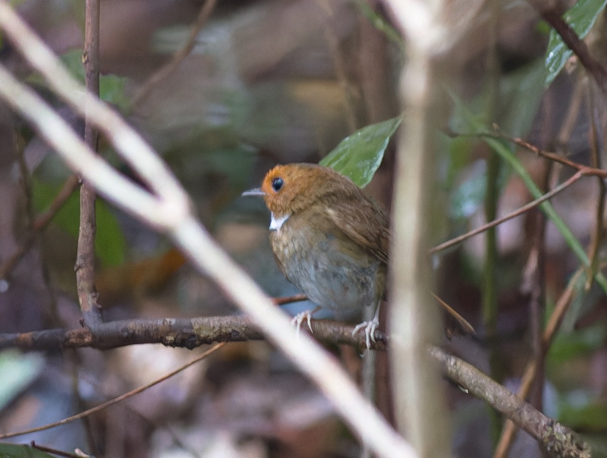 Rufous-browed Flycatcher - ML559366761