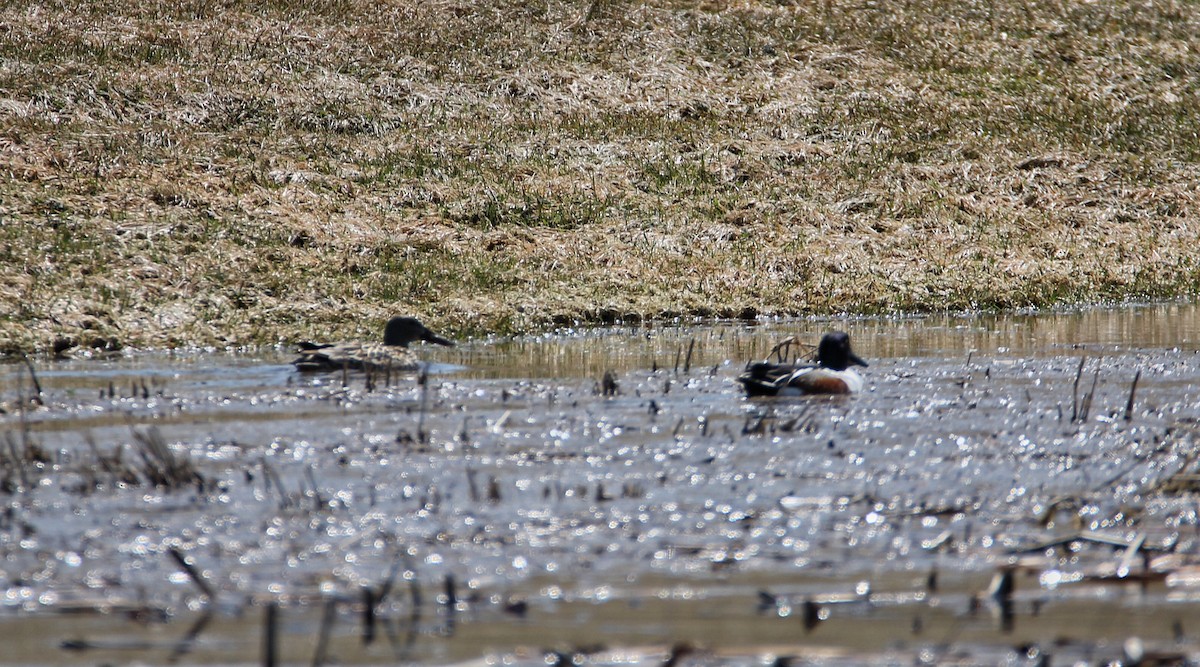 Northern Shoveler - ML55936691