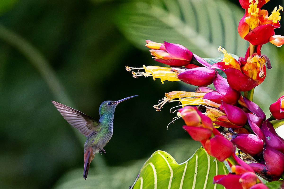 Rufous-tailed Hummingbird - ML559367401