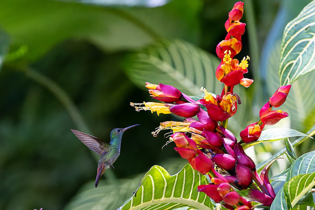 Rufous-tailed Hummingbird - Steve Popple