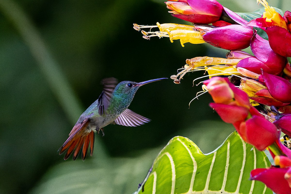 Rufous-tailed Hummingbird - ML559367471