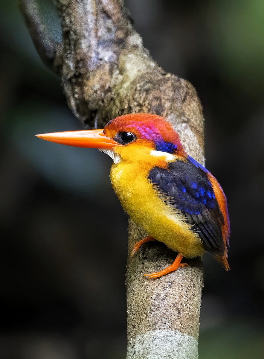 Black-backed Dwarf-Kingfisher - ML559368071