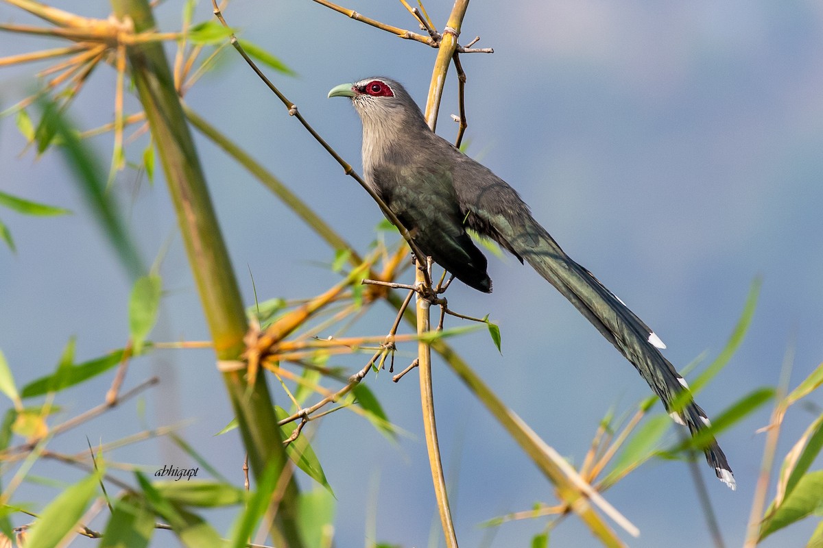 Green-billed Malkoha - Abhishek Gupta