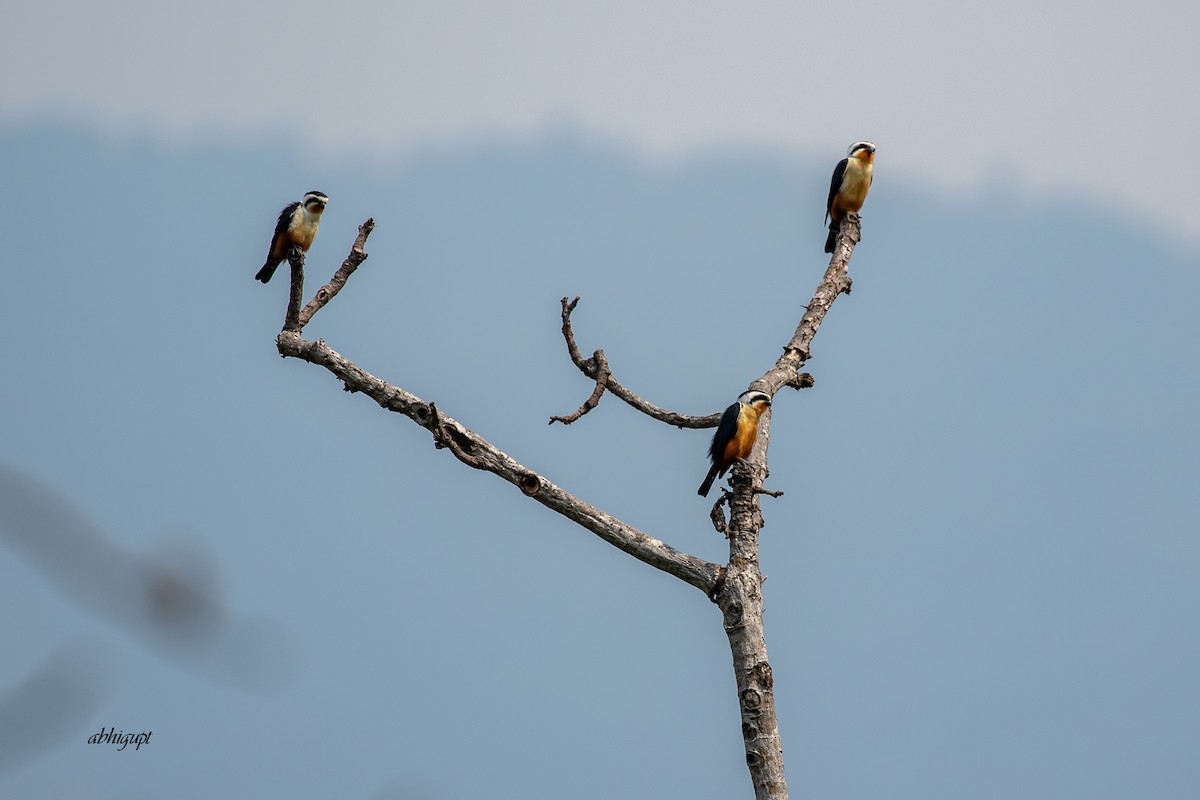 Collared Falconet - ML559369161