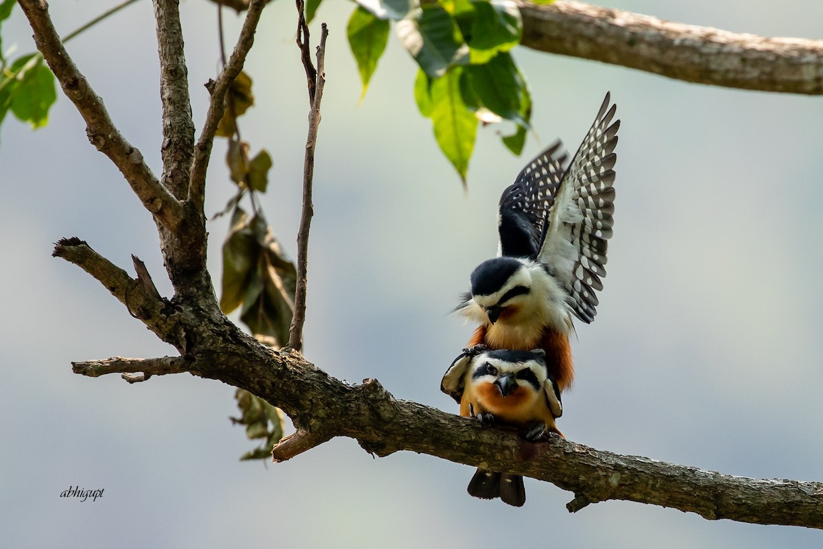 Collared Falconet - ML559369171