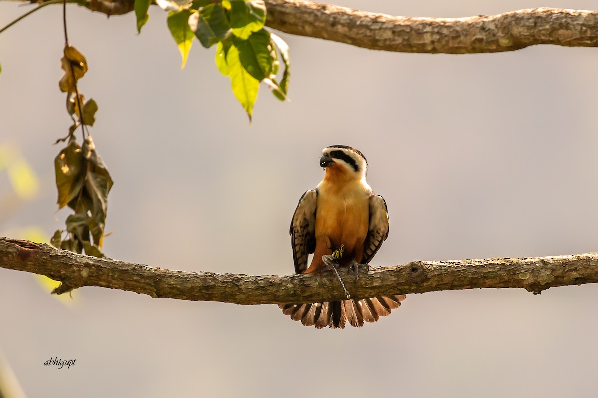 Collared Falconet - ML559369181