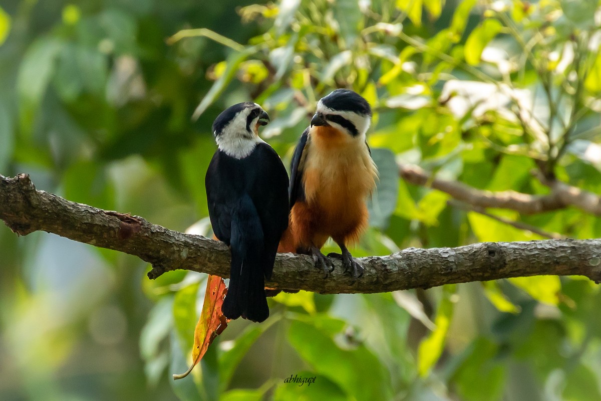 Collared Falconet - Abhishek Gupta