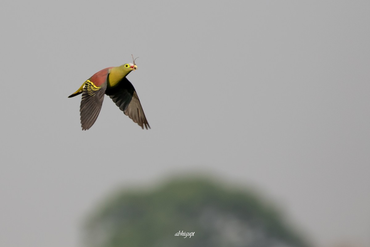 Thick-billed Green-Pigeon - ML559370281