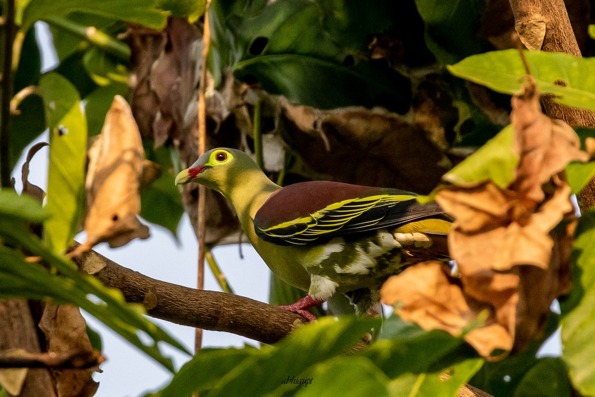 Thick-billed Green-Pigeon - ML559370291
